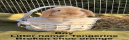 Mini Lop rabbits for sale: *Mini Lop Babies  - Advert 22