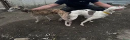 Lurcher dogs for sale: Genuine 3/4 whippet 1/4 collie pups for sale  - Advert 10