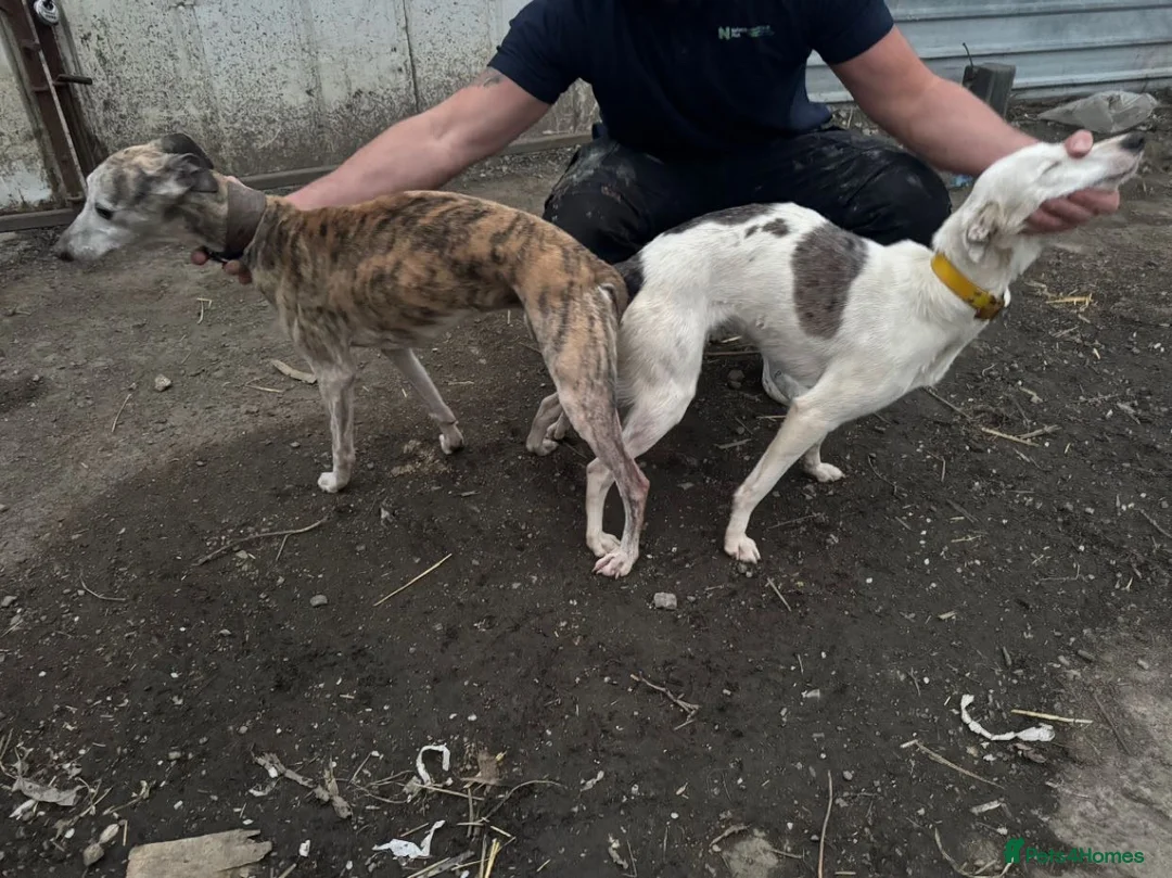 Lurcher dogs for sale: Genuine 3/4 whippet 1/4 collie pups for sale  - Advert 10