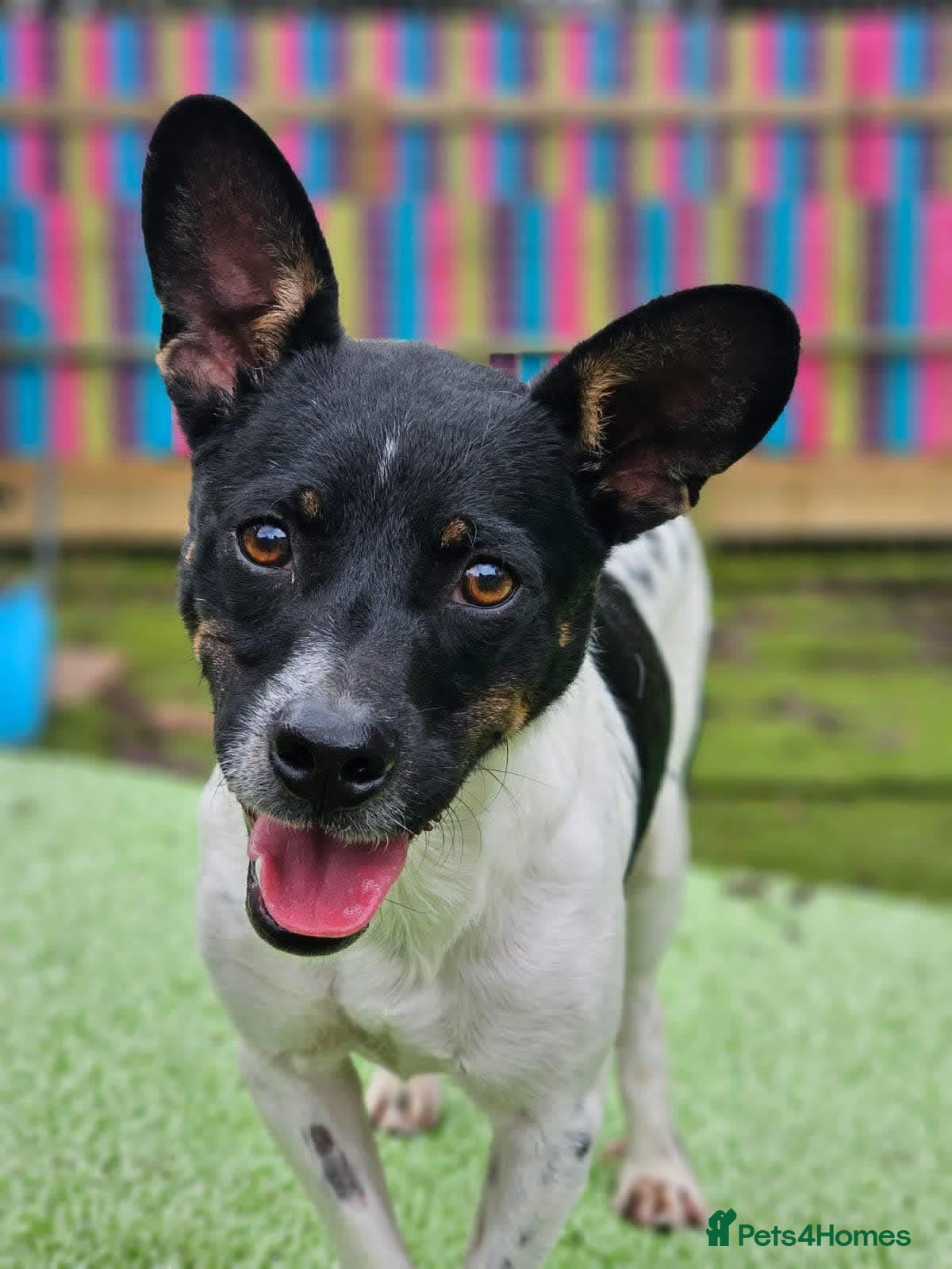 Mixed Breed dogs for adoption: Cody - In Ayr Looking for a home  - Advert 2
