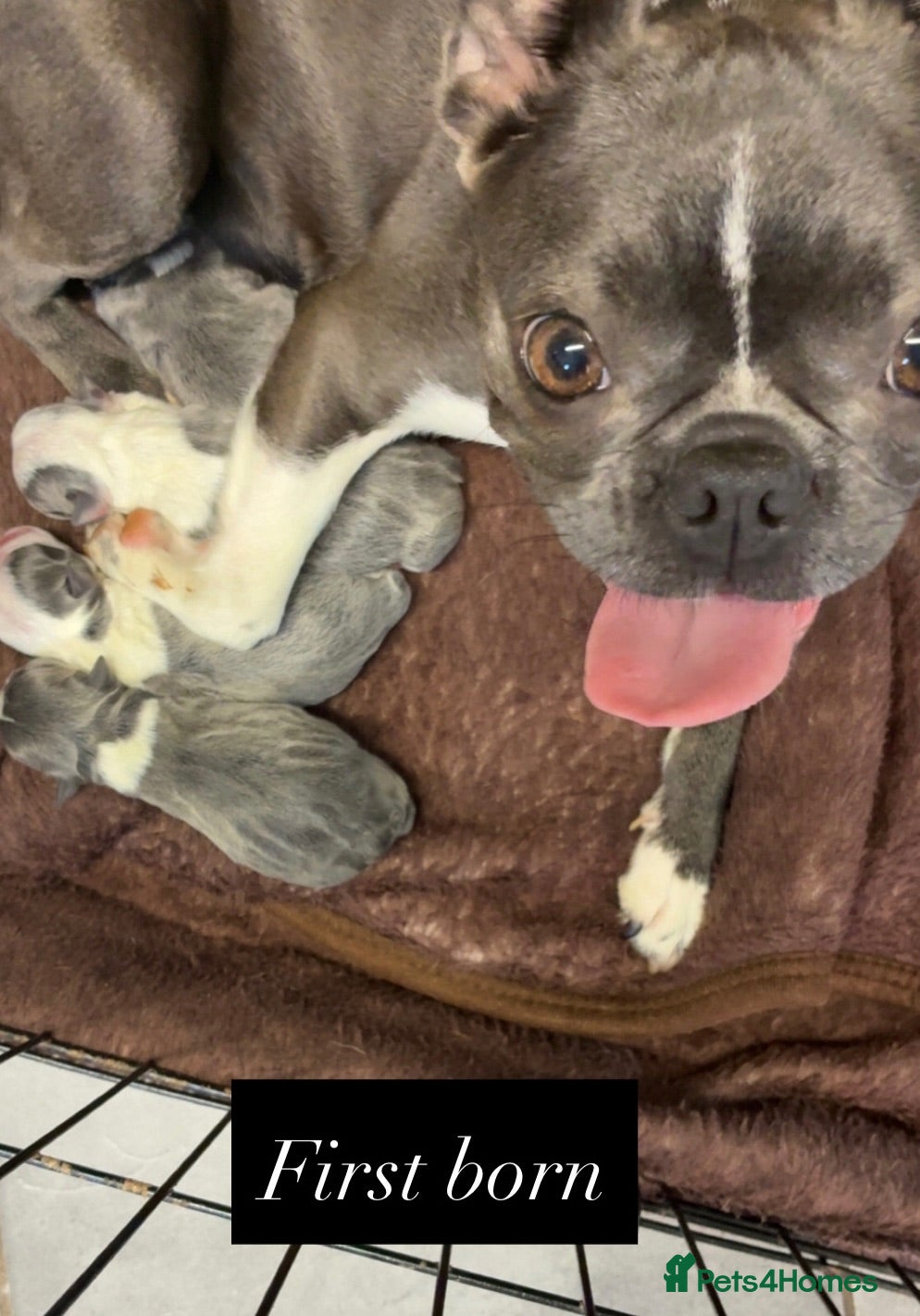 Boston Terrier dogs ✨Beautiful Boston Terrier Puppies✨ - Advert 14