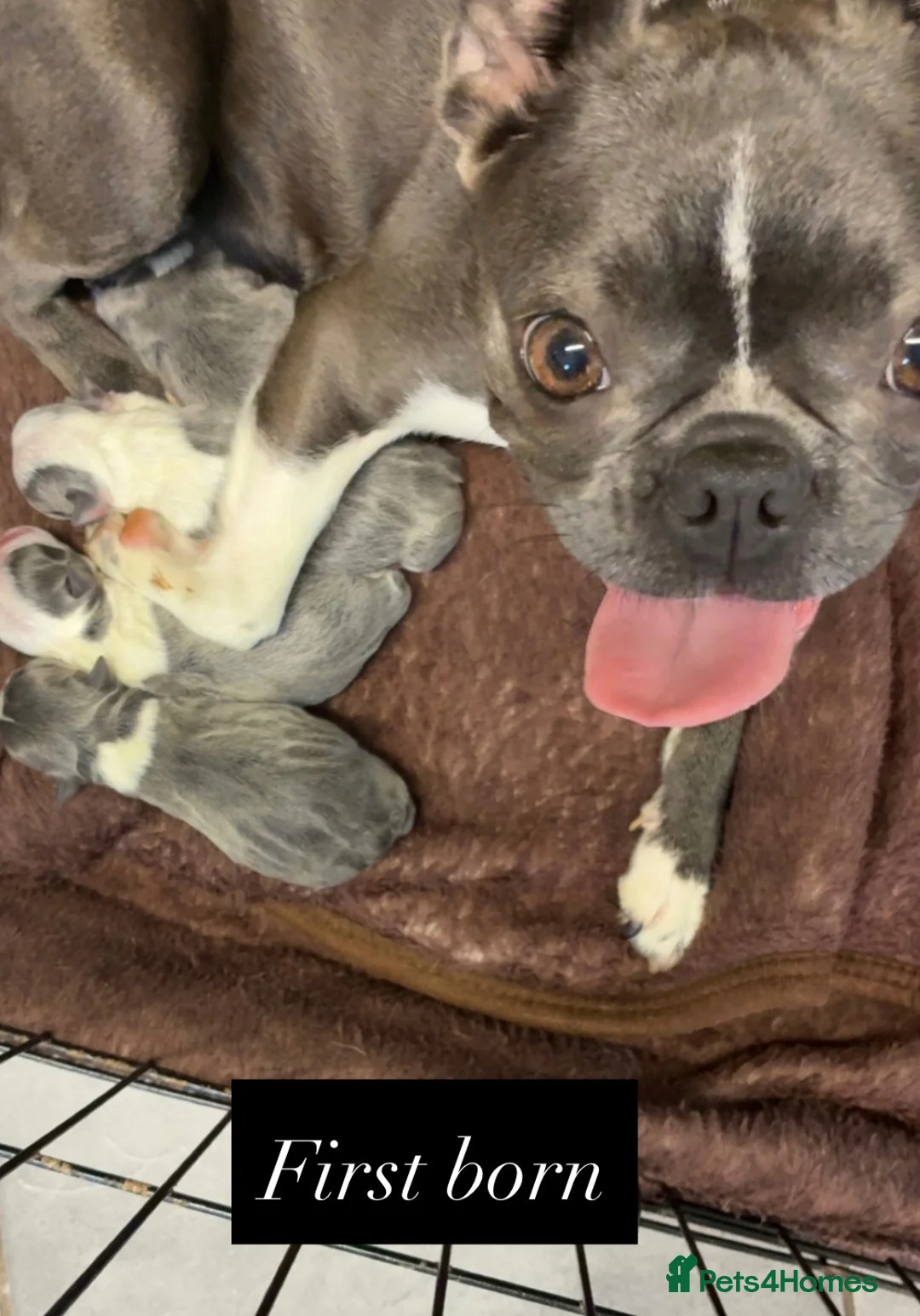 Boston Terrier dogs for sale: ✨Beautiful Boston Terrier Puppies✨ in Leeds - Advert 1