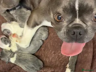 Boston Terrier dogs ✨Beautiful Boston Terrier Puppies✨ - Advert 6