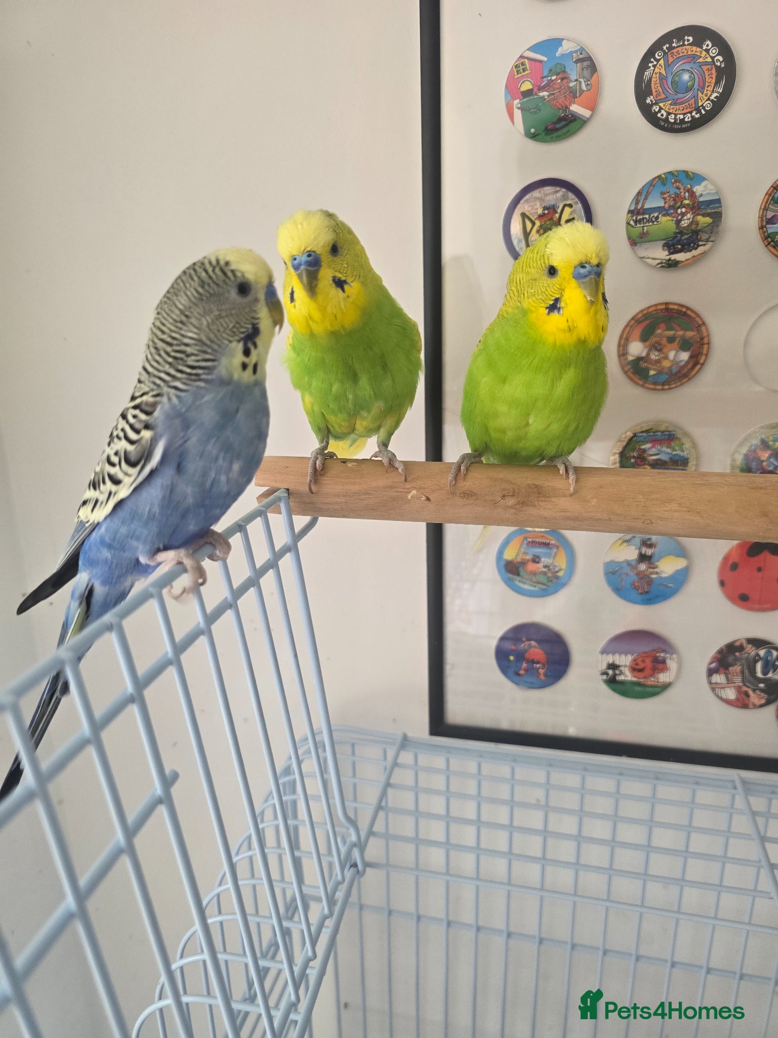 Budgerigars birds for sale: 3 budgies for sale with cage and all accessories - Advert 1