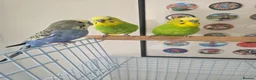 Budgerigars birds for sale: 3 budgies for sale with cage and all accessories in Bristol - Advert 1