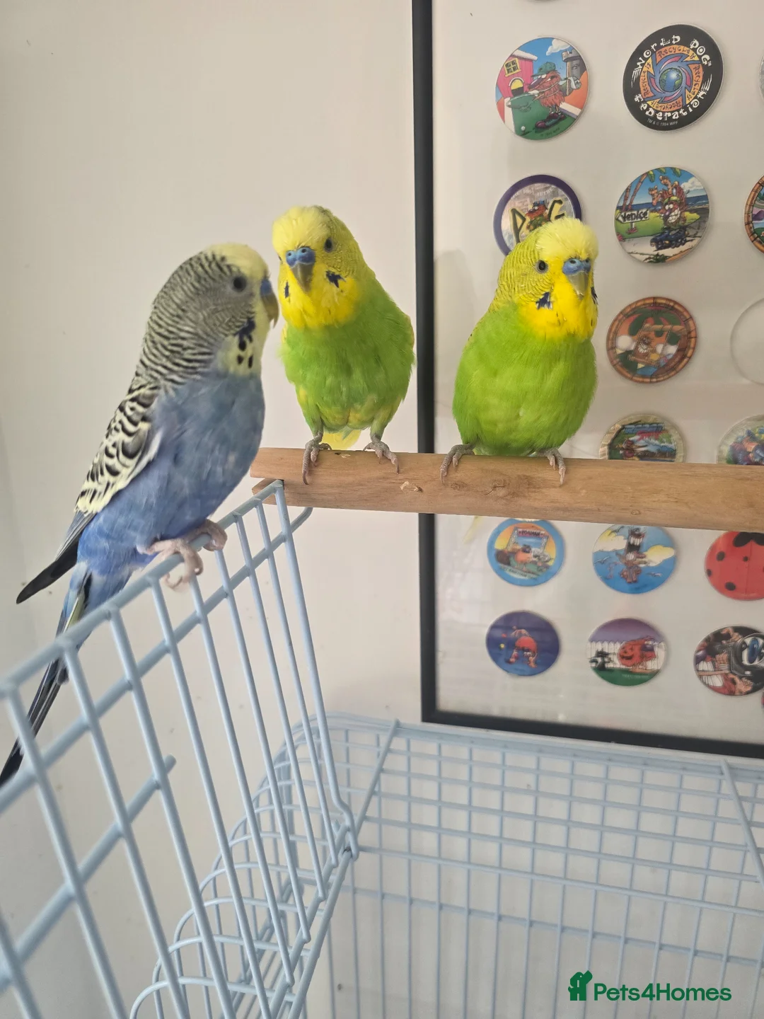 Budgerigars birds for sale: 3 budgies for sale with cage and all accessories in Bristol - Advert 1
