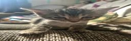 Bengal cats for sale: Mix Bengal kittens for sell in Corby - Advert 3