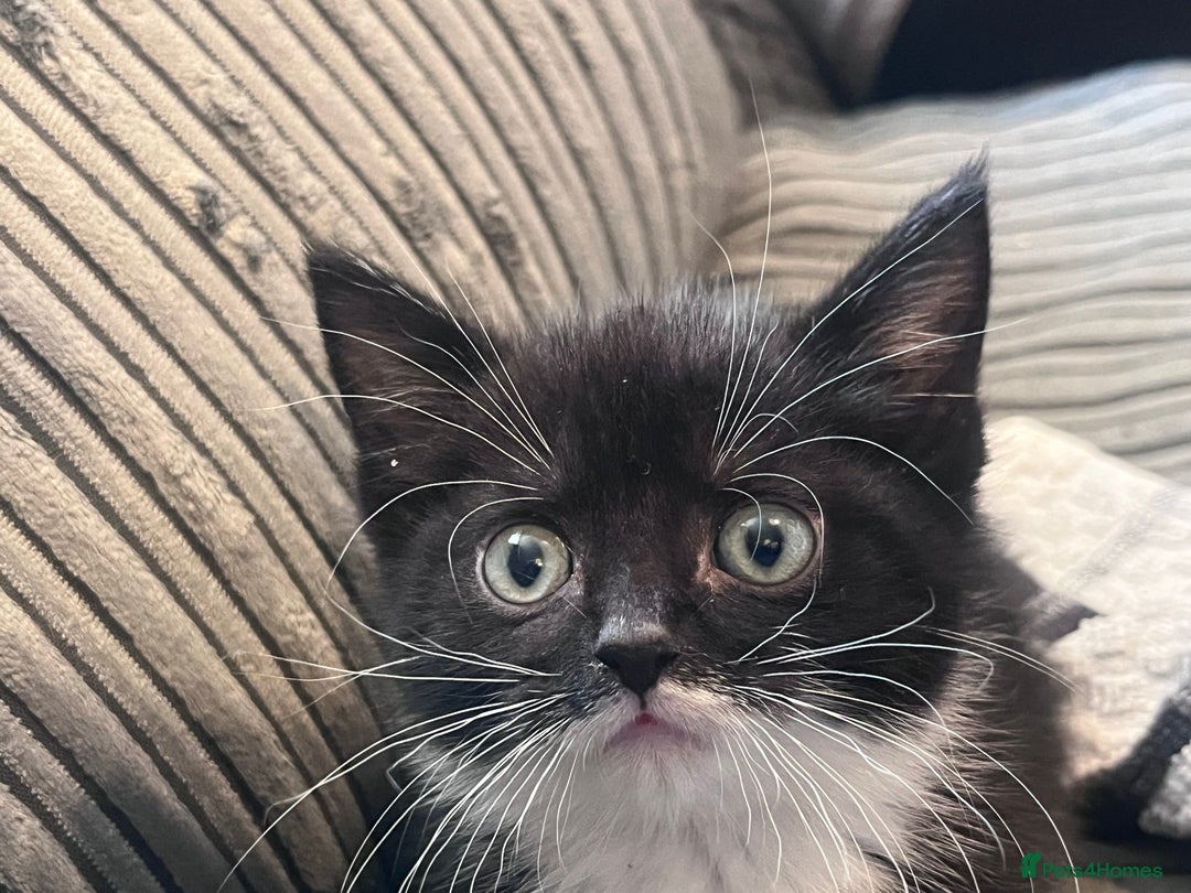 Domestic Shorthair cats for sale: 4 male kittens  - Image 2