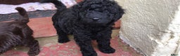 Labradoodle dogs for stud: Gorgeous blue Merle labradoodle stud in Swadlincote - Advert 22