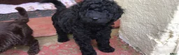 Labradoodle dogs for stud: Gorgeous blue Merle labradoodle stud in Swadlincote - Advert 22