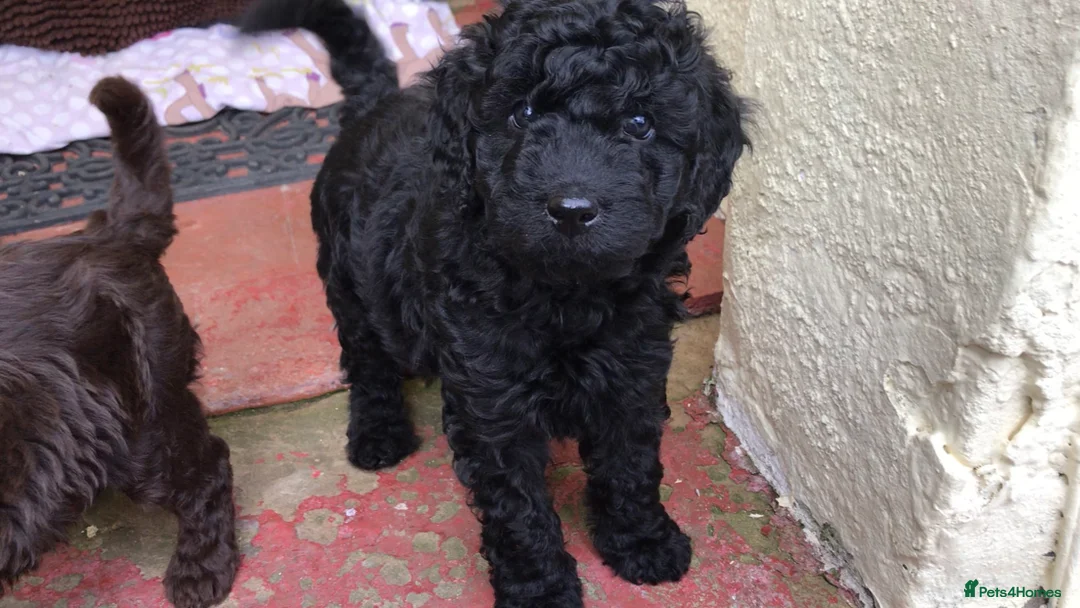 Labradoodle dogs for stud: Gorgeous blue Merle labradoodle stud in Swadlincote - Advert 22