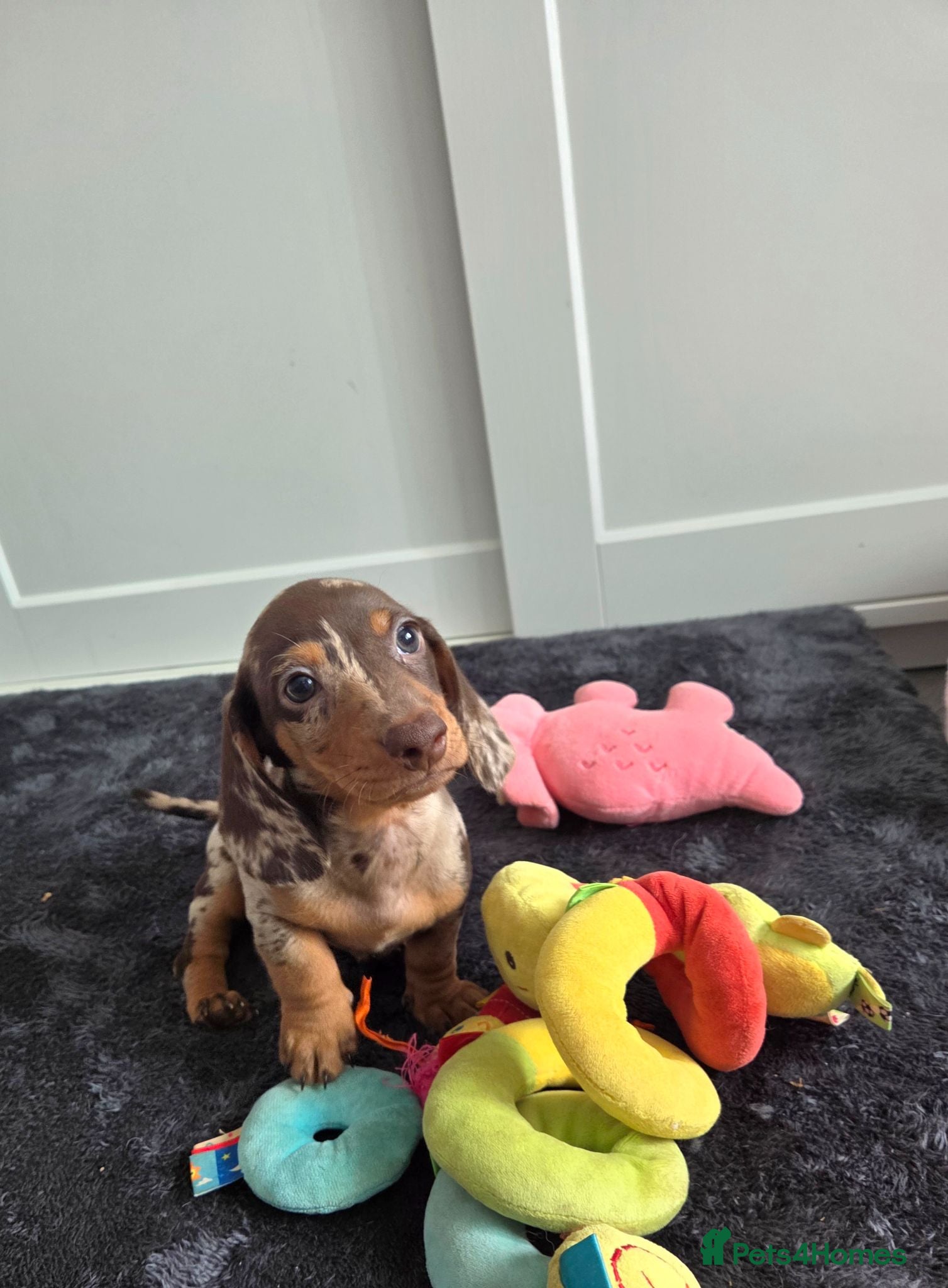 Miniature Dachshund dogs Miniature Dachshund - Advert 3