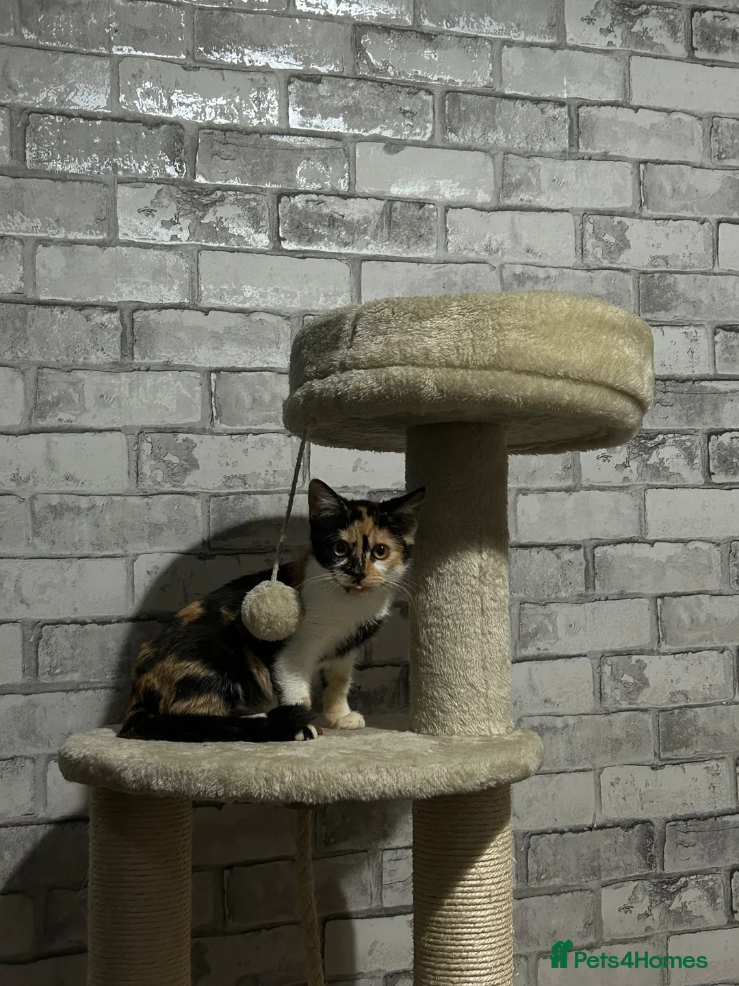 Mixed Breed cats for sale: Beautiful Tortoiseshell Kitten  in Coventry - Advert 2