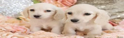Miniature Dachshund dogs for sale: KC Cream Longhair Miniature Dachshund Puppies - Advert 18