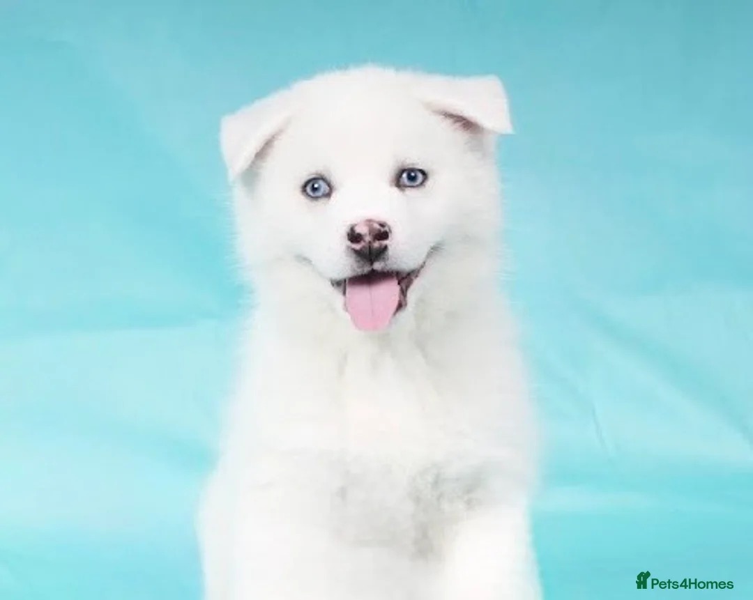 Pomsky dogs for sale: 16 weeks -F2 Pomsky puppy - Advert 14