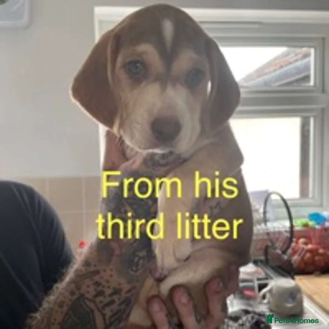 Cocker Spaniel dogs for stud: Cocker Spaniel Chocolate Sable for stud in Bedford - Advert 11