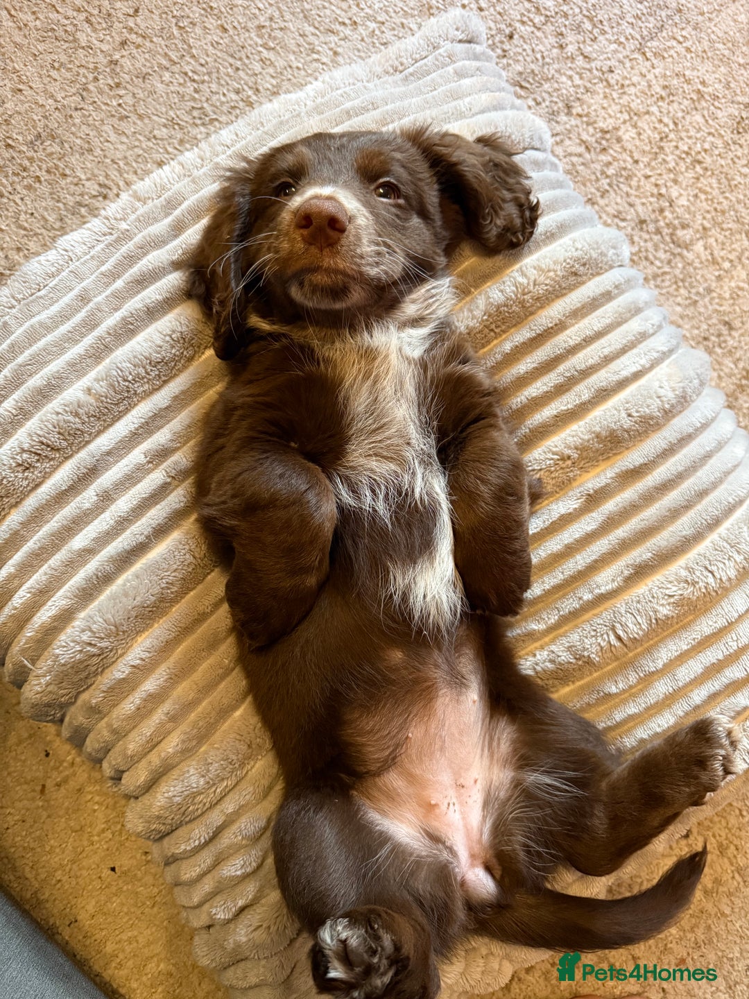 Mixed Breed dogs for sale: Doxie puppies  - Advert 29