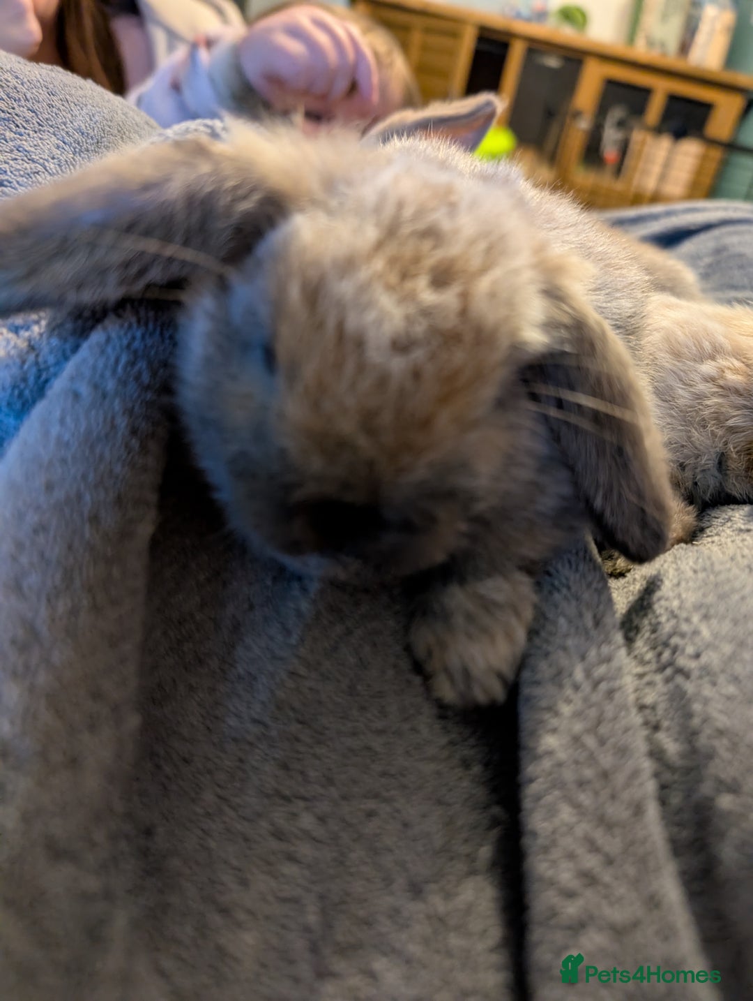Mini Lop rabbits for sale: Five female Mini lops for sale - Advert 9