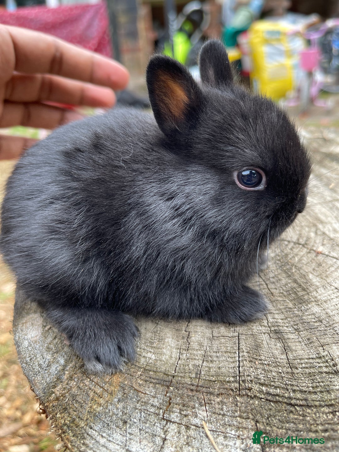 Netherland Dwarf rabbits for sale: Rare Colour purebred Netherland Dwarf  - Image 10
