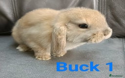 Mini Lop rabbits for sale: 🐰Beautiful mixed litter of Plush x Mini Lop kits - Image 11