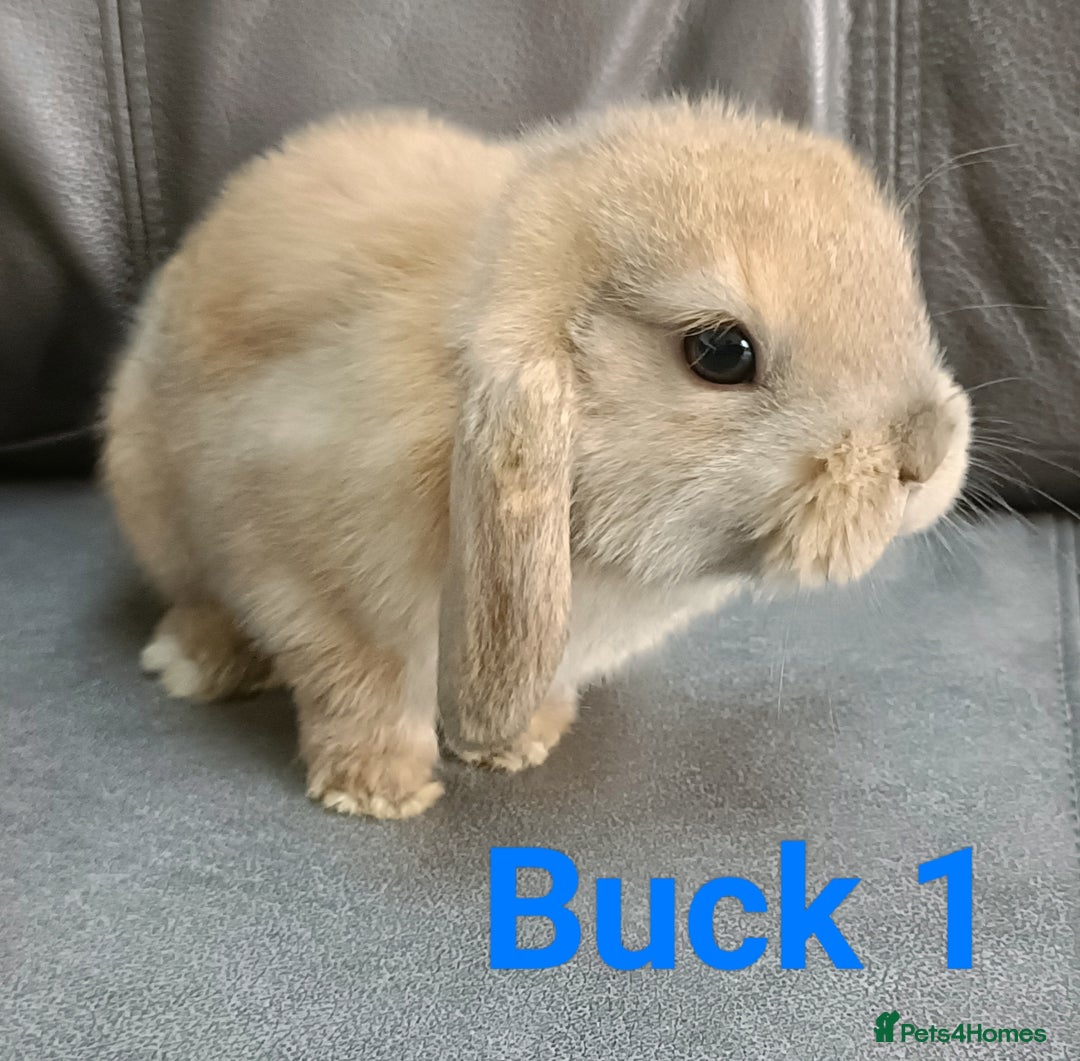 Mini Lop rabbits for sale: 🐰Beautiful mixed litter of Plush x Mini Lop kits - Image 11
