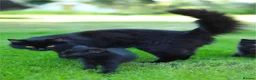Mixed Breed cats for sale: 🖤 Gorgeous Fluffy Black Kittens–4 Boys & 2 Girls - Advert 21