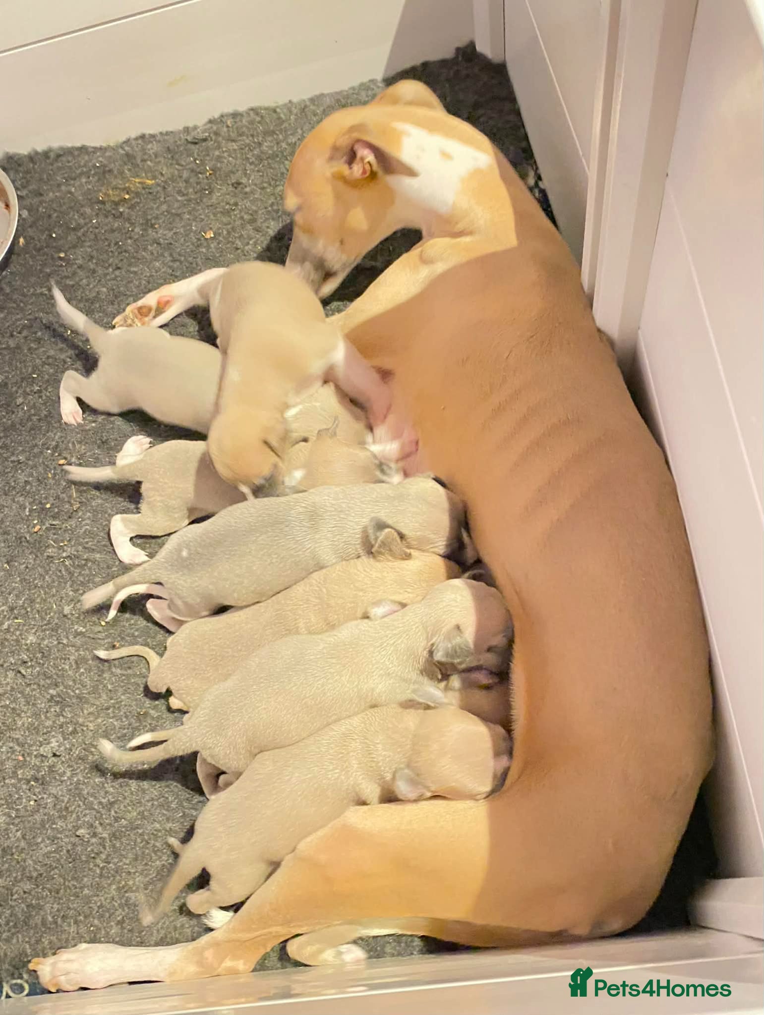 Whippet dogs Beautiful Whippet Puppies  - Advert 4