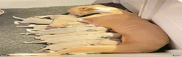 Whippet dogs for sale: Beautiful Whippet Puppies  - Advert 2