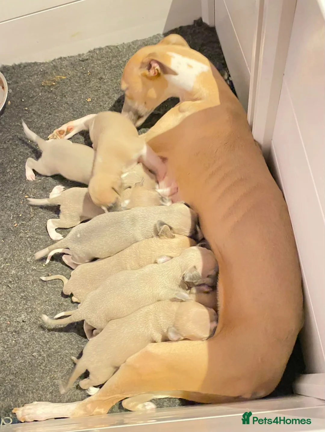 Whippet dogs for sale: Beautiful Whippet Puppies  - Advert 2