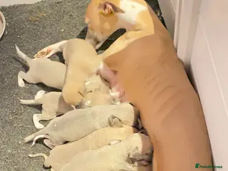 Whippet dogs Beautiful Whippet Puppies - Advert 13