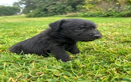 Patterdale Terrier dogs for sale: Patterdale Terrier Puppies - Image 2