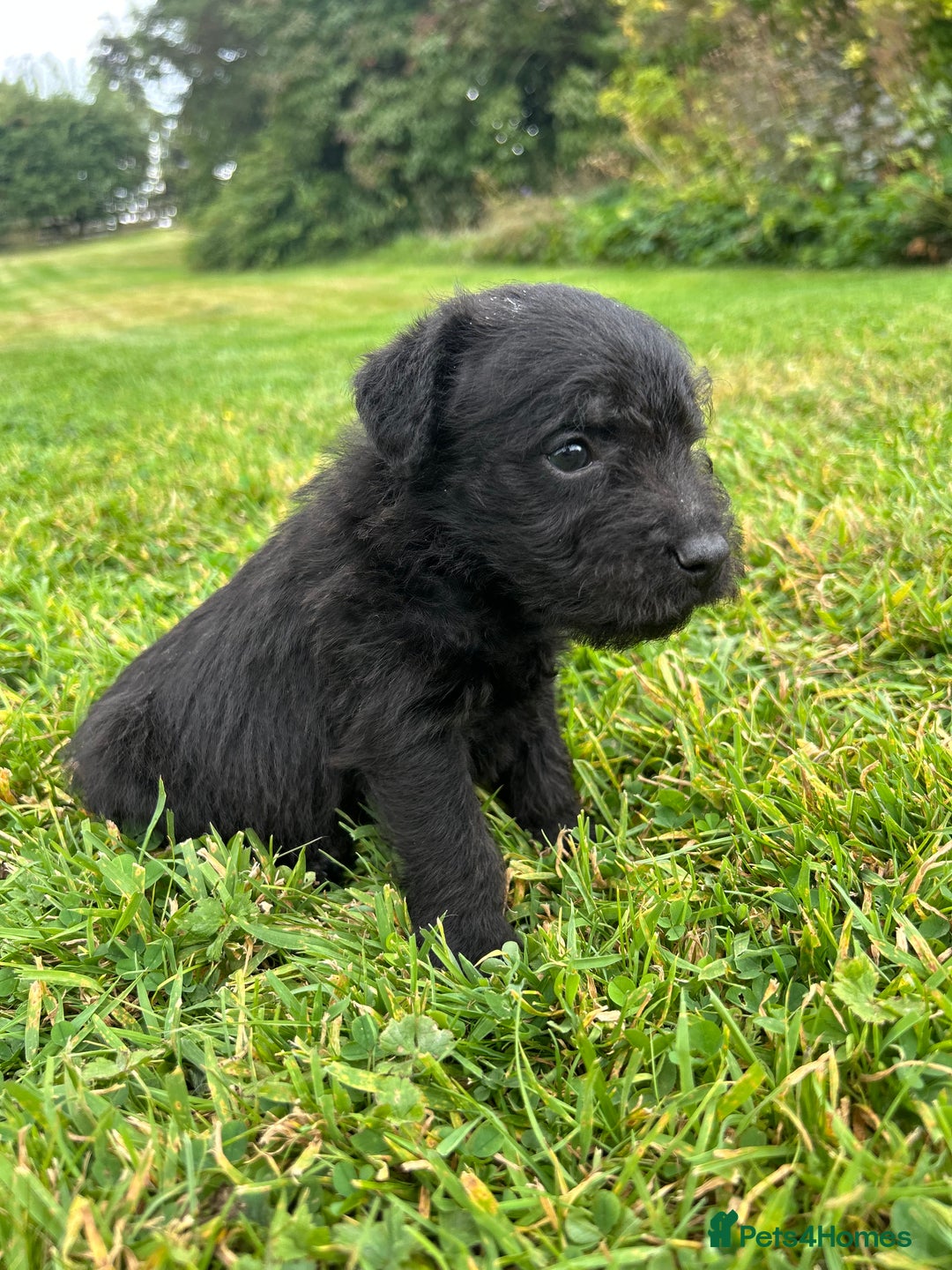Patterdale Terrier dogs for sale: Patterdale Terrier Puppies - Image 2