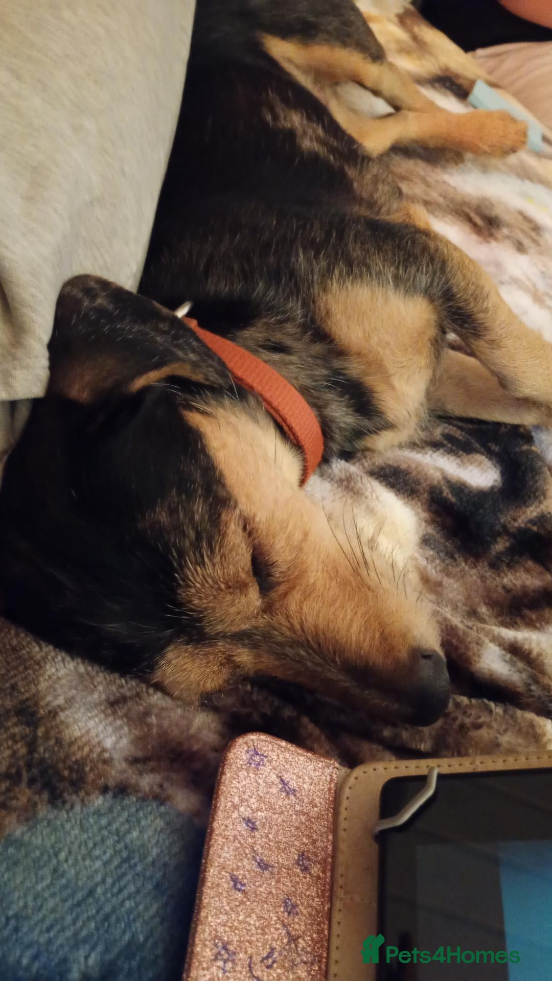 Mixed Breed dogs Jax the Airedale-Daschund  - Advert 21