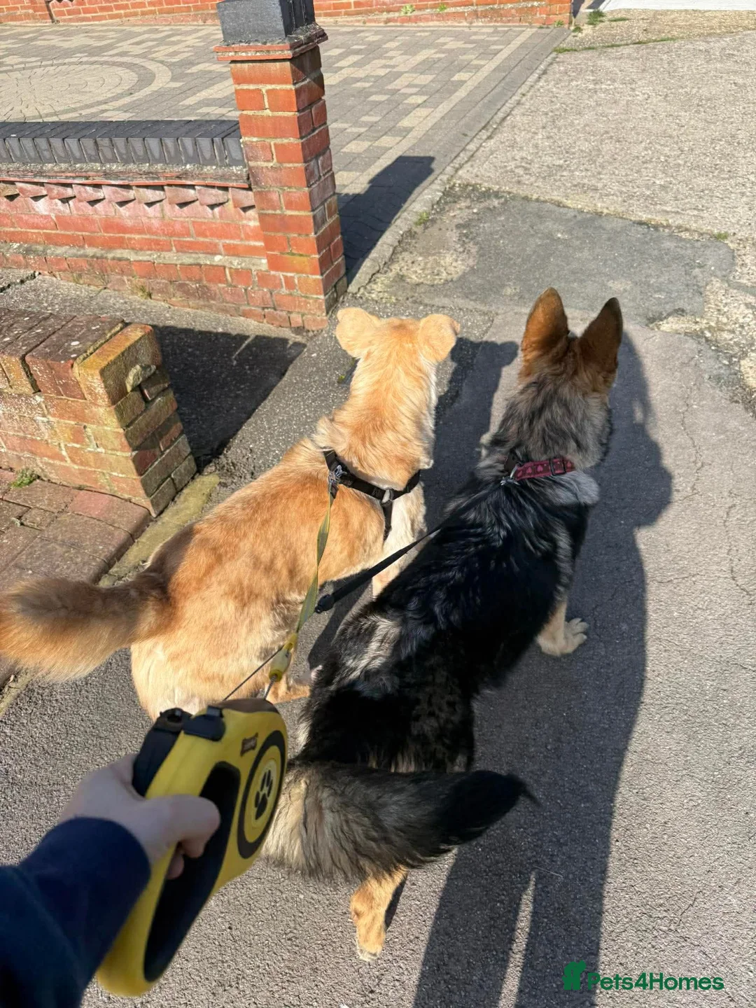 Mixed Breed dogs for adoption: Gorgeous George  - Advert 2