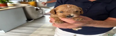 Cavapoo 1