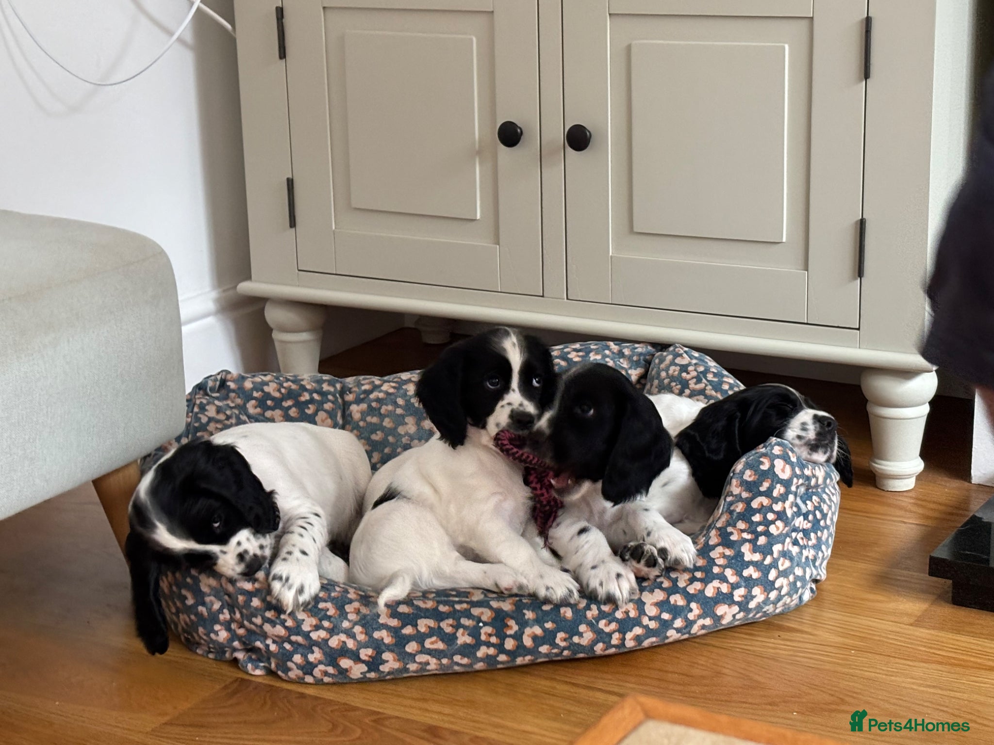 Cocker Spaniel dogs Working cocker spaniel puppies, Penylan, Cardiff  - Advert 1