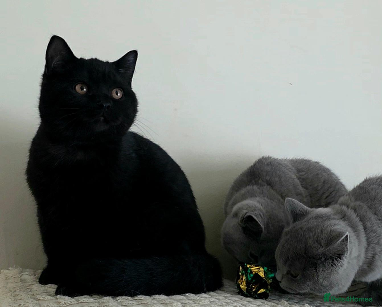 British Shorthair cats 🏆Outstanding Pedigree BSH Kittens  - Advert 1