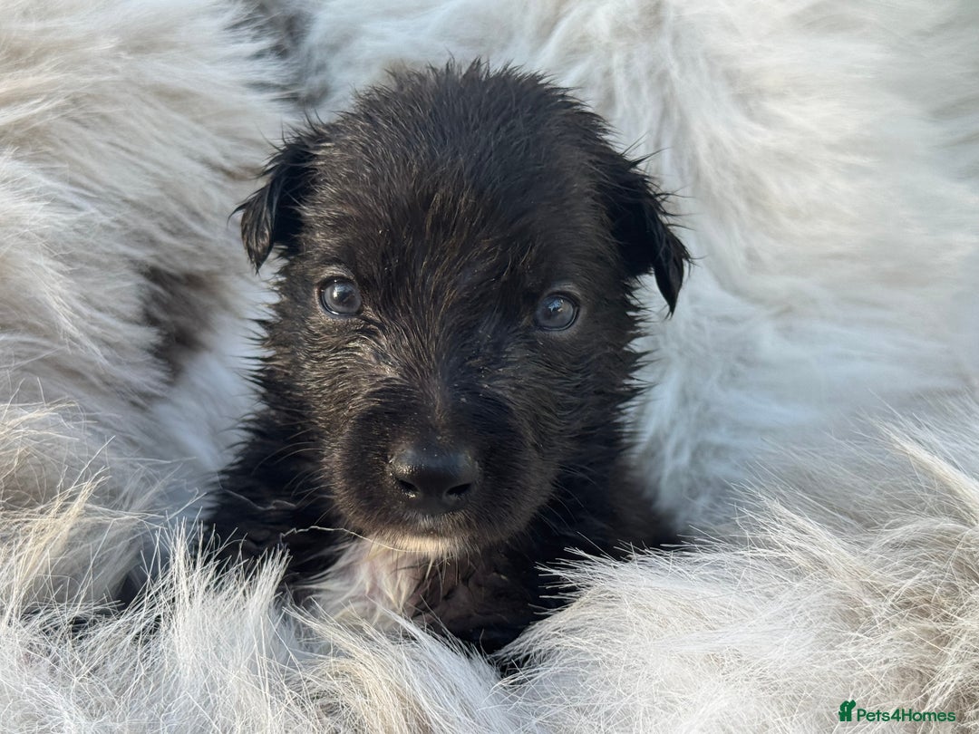 Mixed Breed dogs for sale: 🐾 Beautiful Whippet x Collie Puppies! 🐾 - Image 23