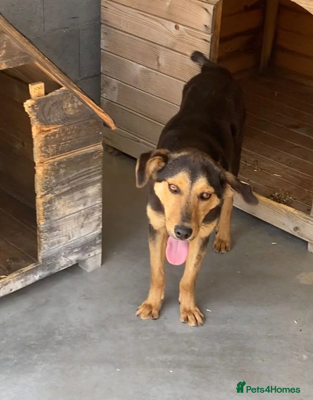 Mixed Breed dogs for adoption: Murphy, 1-2 yrs old. Available for adoption. - Advert 2