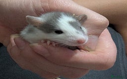 Rat rodents for sale: Mix of rex and straight fur babies(grey and white) - Image 1