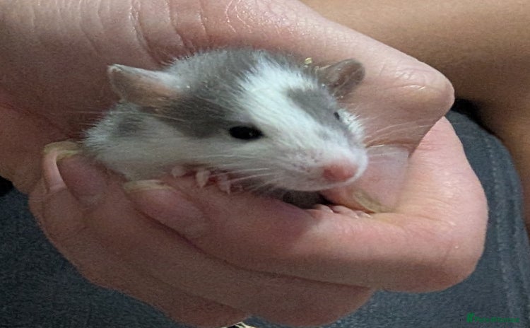 Rat rodents - Advert 1