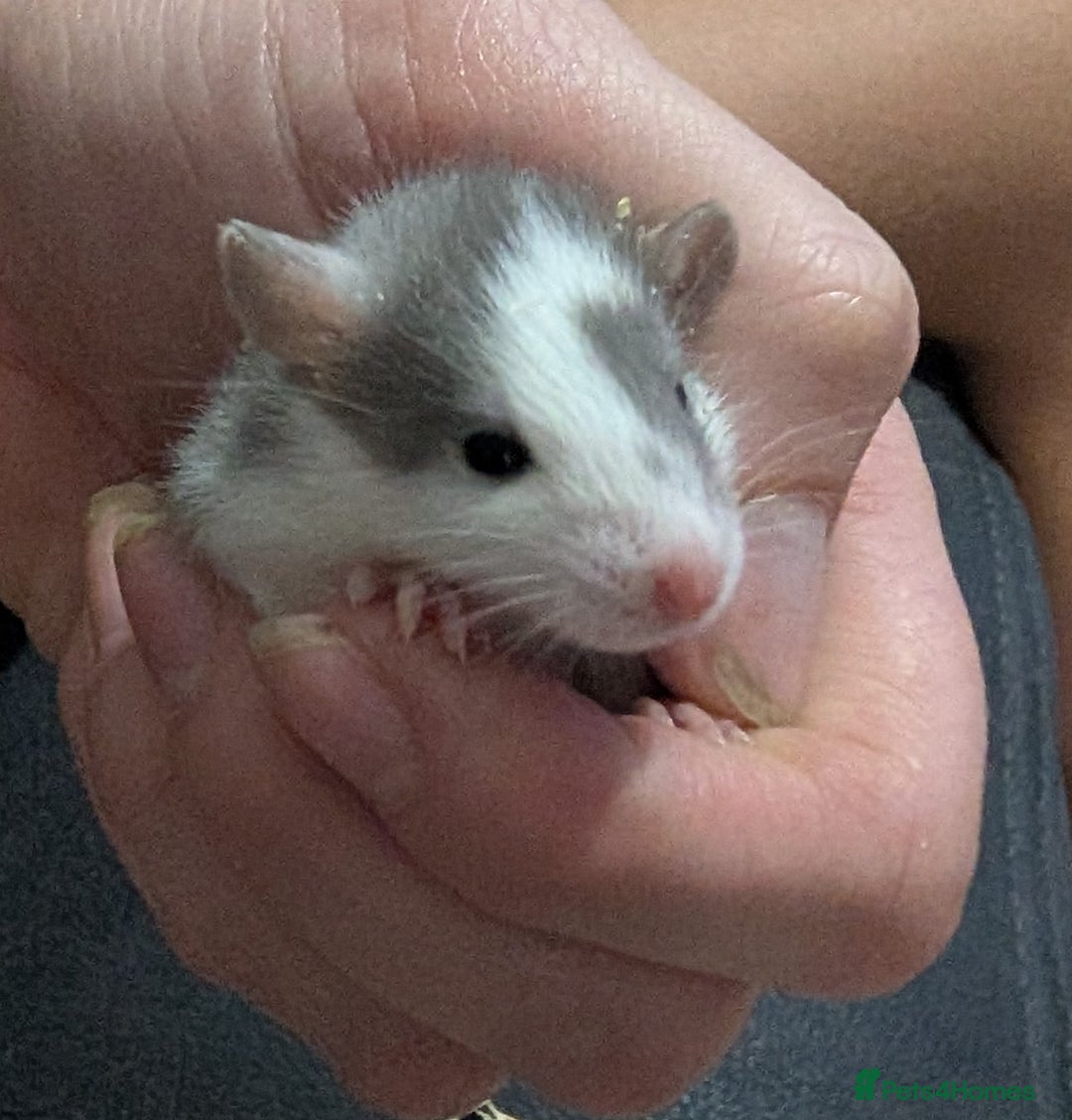 Rat rodents for sale: Mix of rex and straight fur babies(grey and white) - Image 1