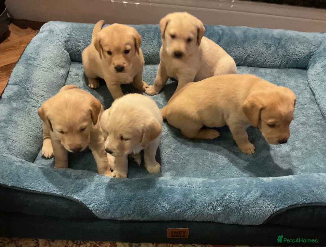 Goldador dogs for sale: Goldador Puppies - Advert 1