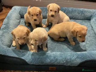Goldador dogs Goldador Puppies - Advert 14