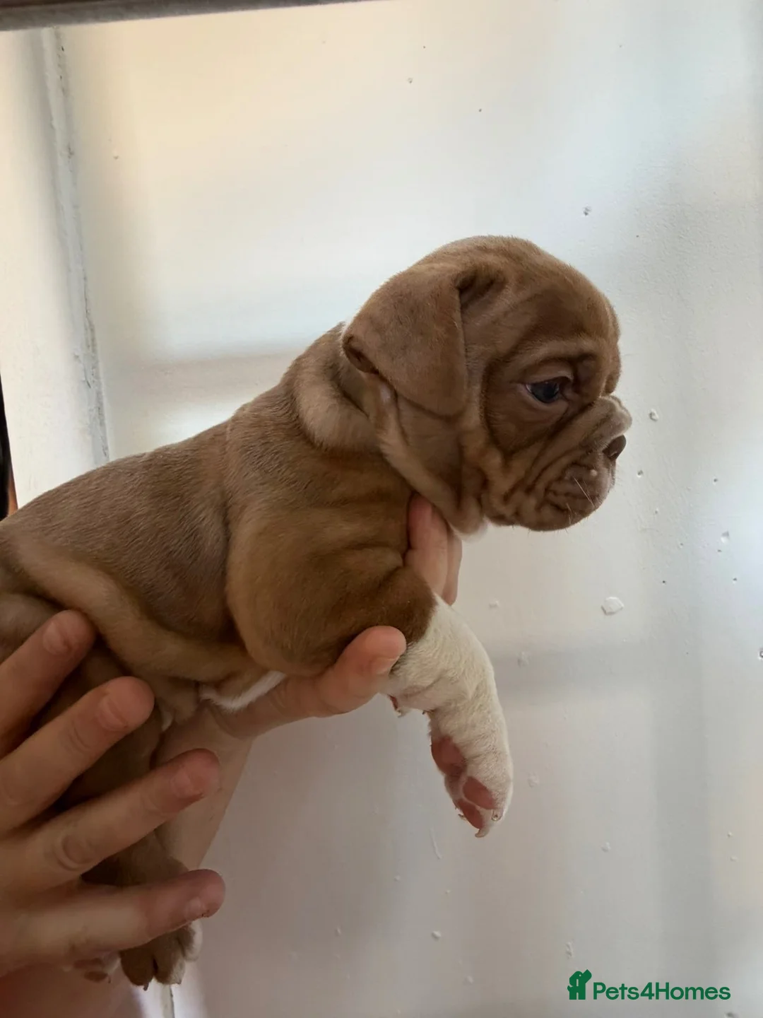 Mixed Breed dogs for sale: olde thyme english bulldog - Advert 2