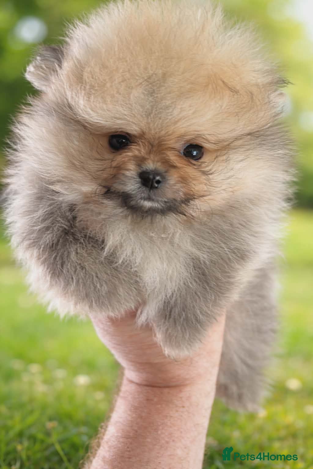 Pomeranian dogs ❤️Gorgeous Pomeranian puppies❤️ ready to go now  - Advert 8