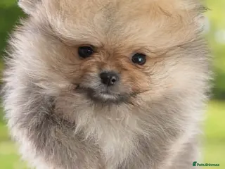 Pomeranian dogs ❤️Gorgeous Pomeranian puppies❤️ ready to go now - Advert 8