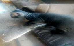 Sphynx cats for sale: FEMALE SPHYNX KITTENS  - Advert 6