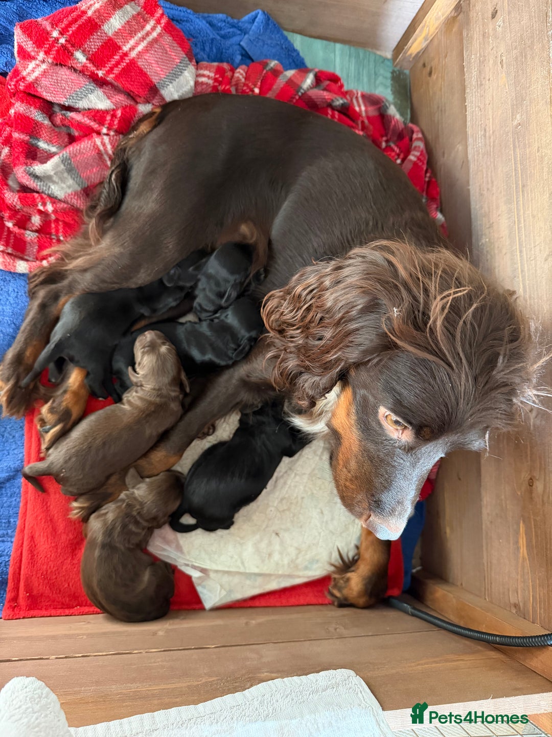 Cocker Spaniel dogs for sale: KC registered Working Cocker Spaniel  - Advert 4