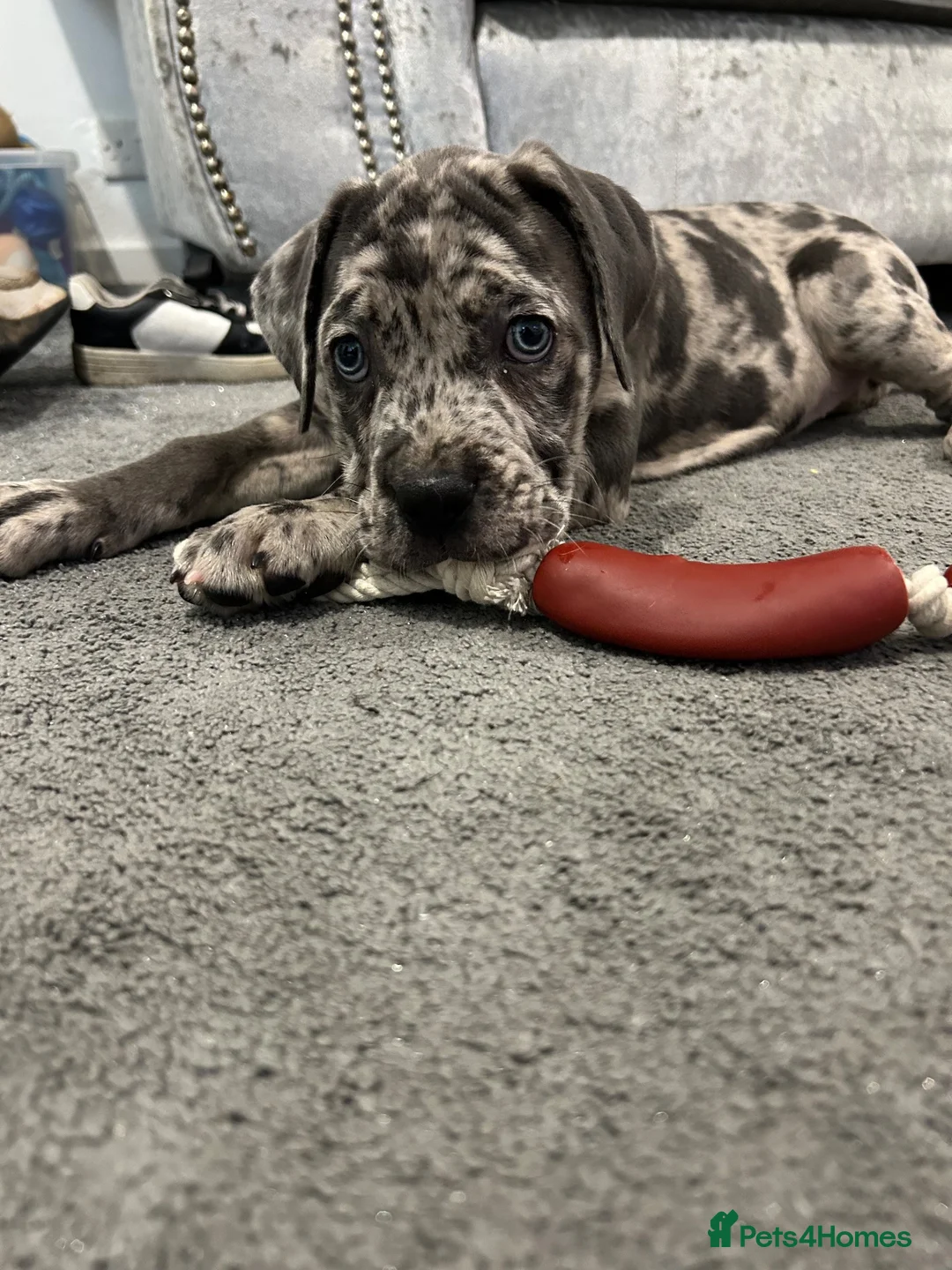 Cane Corso dogs for sale: 6 Month Old Cane Corso Girl - Advert 11